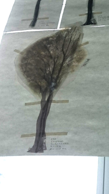 樹木の調査02