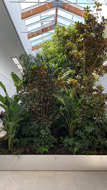 ベルギー館内に植えられた植物。 
